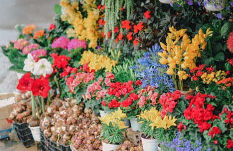Fleuriste à Antibes - Les fleurs du monde